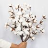 Dried cotton stems for eco-friendly home decor.