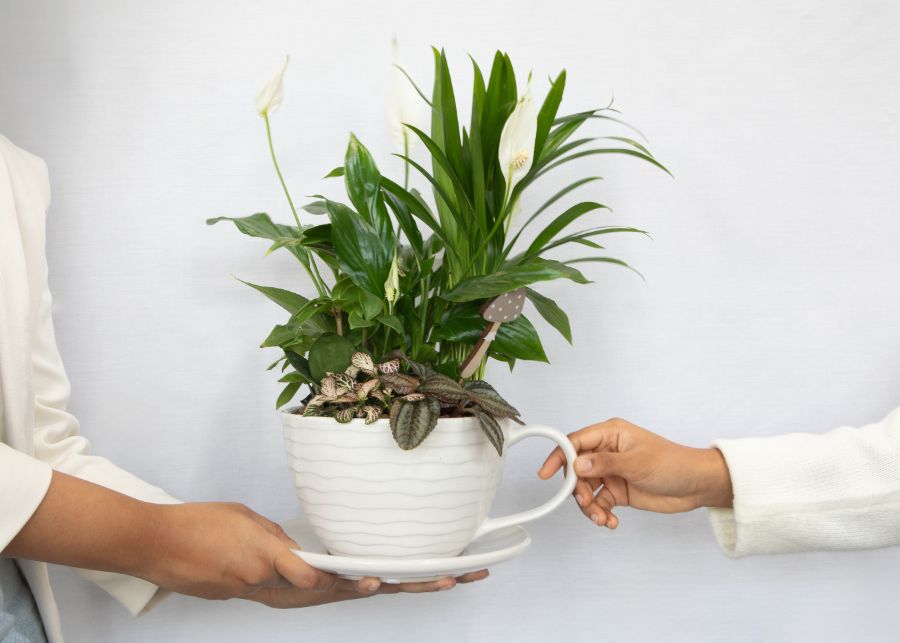 Plant-Cup