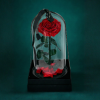 Ever After Rose: A single premium preserved red rose in a luxury glass dome with fallen petals on a wooden base. Eternal flower delivery available across the UAE.