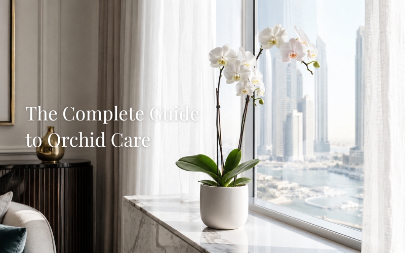 White Phalaenopsis orchid placed near a bright window for proper orchid care in a Dubai home
